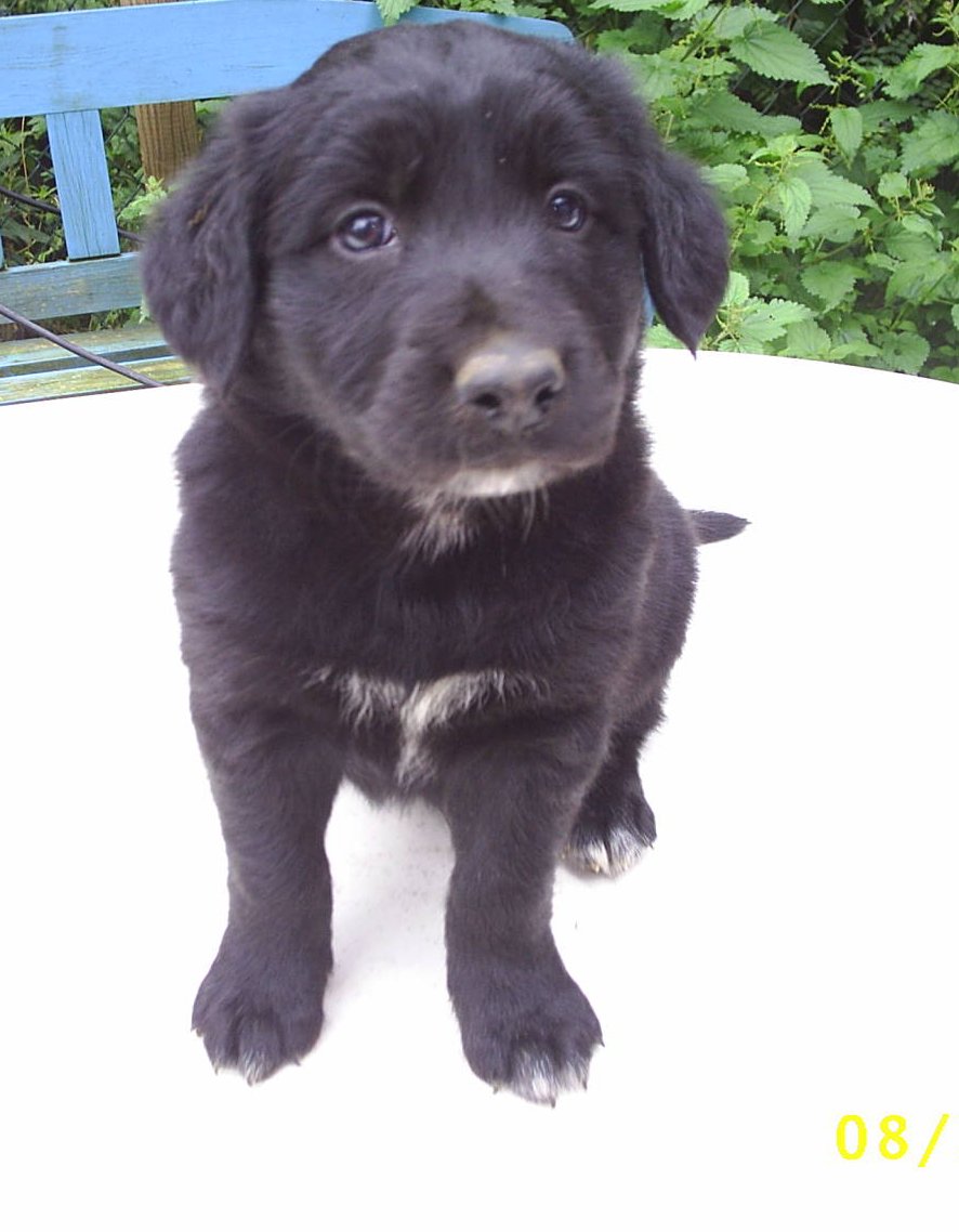 LabradorBorder Collie Mix suchen noch ab mitte September eine liebevolle Familie in 65618