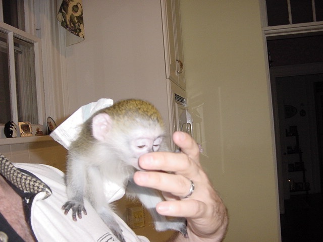 Gut Ausgebildete Schone Kapuziner Affe Babys In 40474 Dusseldorf